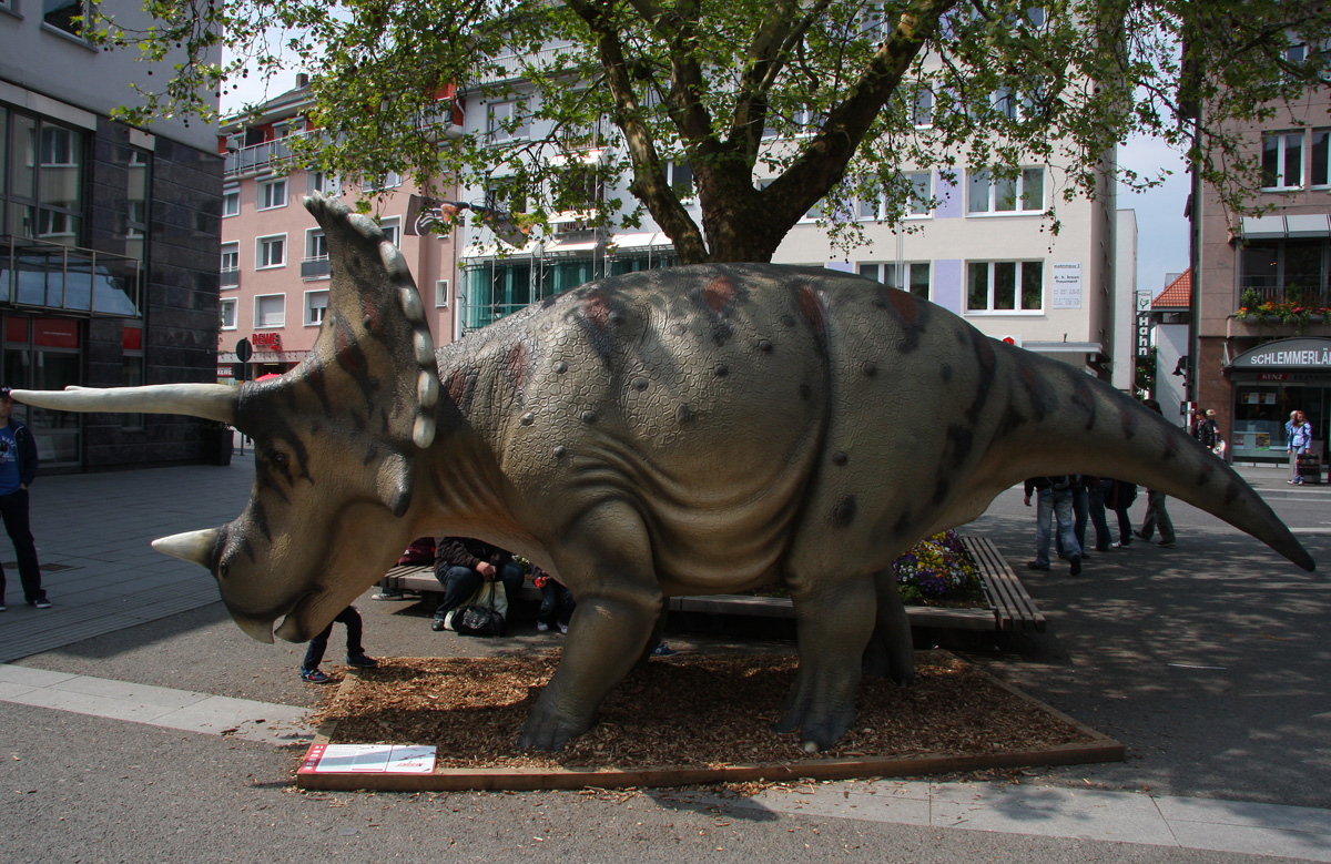 Triceratops
