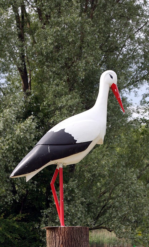 Storch
