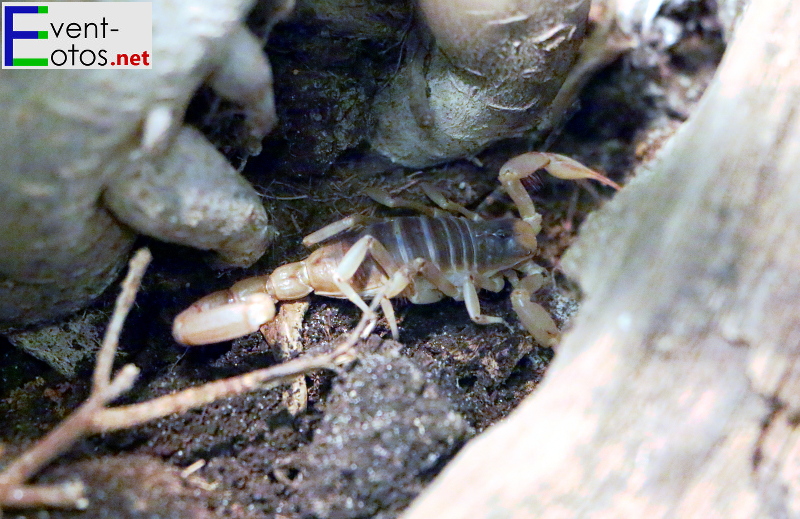 Skorpion "Hadurus arizonensis" - SÃ¼dwesten USA
