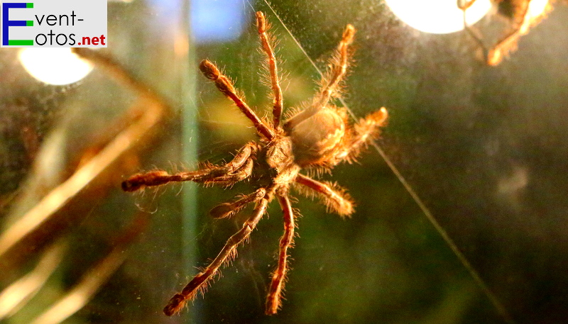 Spinne "Poecilotheria striata" - Indien
