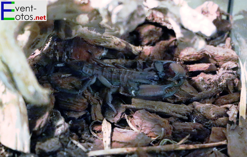 Skorpion "Hadogenes bicolor" - SÃ¼dafrika
