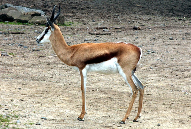 Antilope
