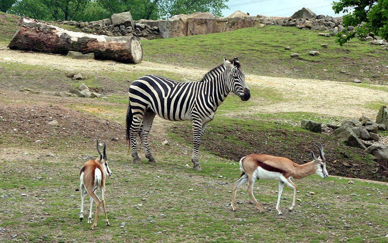 Zebra mit Antilopen
