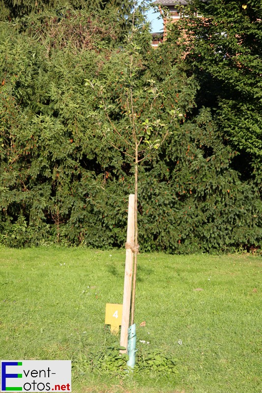 Ein Birnbaum - Herkunft: das KZ Dachau, gepflanzt von D13-Leiterin Carolyn Christov-Bakargiev
