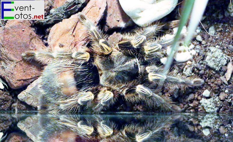 Spinne "Grammostola aureostriata" - Paraguay, Argentinien
